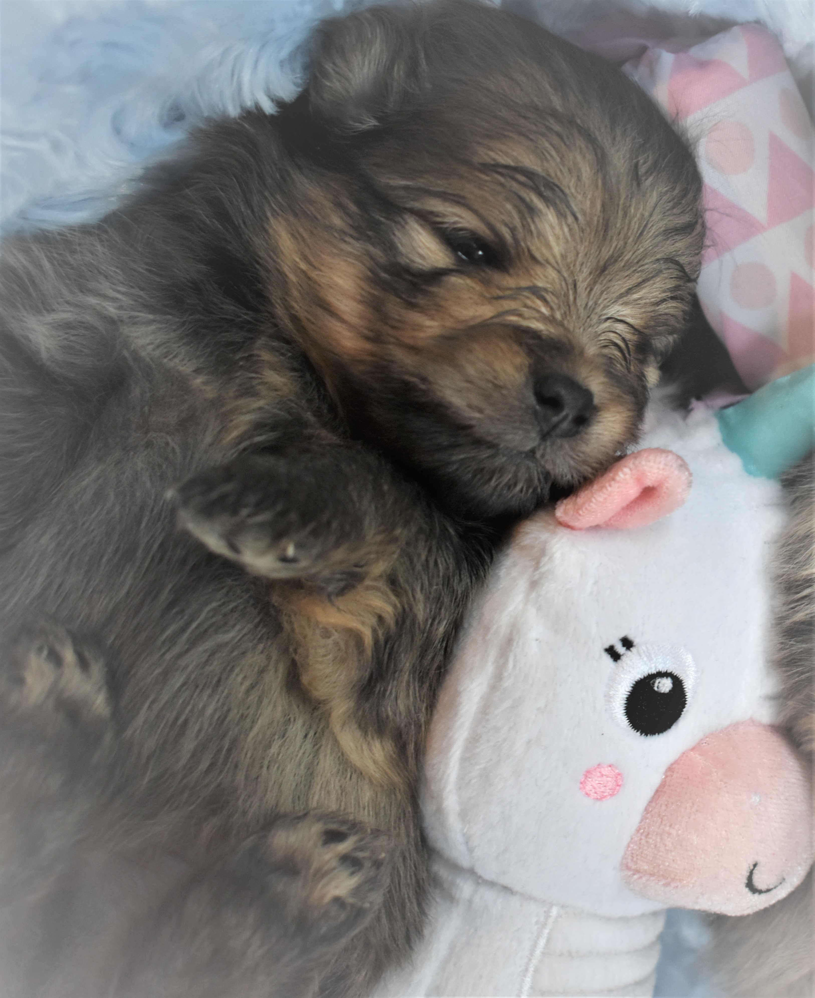 Prachtige Pomerianen Puppies geboren in Nederland